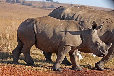 战地犀牛野生动物动物犀牛哺乳动物身体喇叭图片