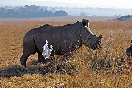 战地犀牛野生动物身体犀牛动物哺乳动物喇叭图片