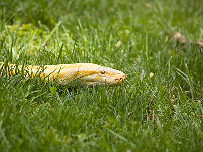 阿尔比诺皮顿危险蟒蛇爬虫图片