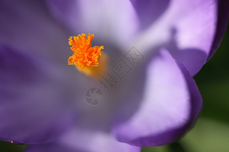 黄中植物群花园宏观公园美丽蓝色植物红花季节性灯泡背景图片