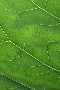 绿色绿波植物树叶宏观热带生长环境图片