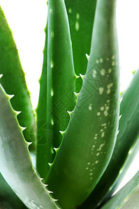 Aloe 厂皮肤爱好荆棘愈合培育水分植物生长房子叶子图片