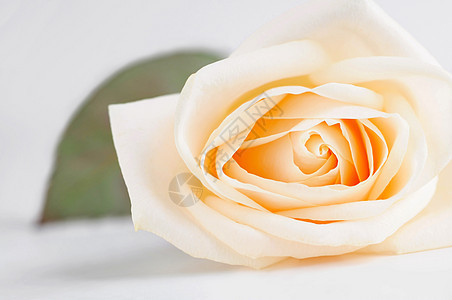 精油米色玫瑰花瓣压痛花园中心婚礼叶子女人味宏观柔软度钥匙图片