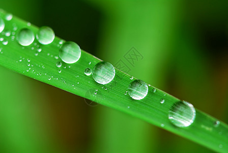 草地上的雨滴生态水滴刀片生长树叶绿色植物植物场地绿色刀刃图片