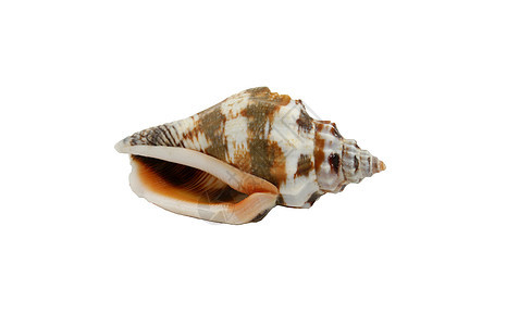 贝壳生物白色生活海洋海螺海滩图片