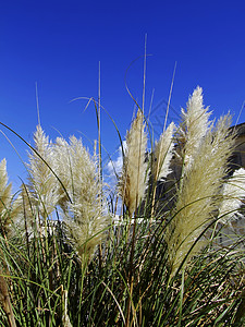 野生植物草本植物医学植物群动物群荒野香料宏观环境图片