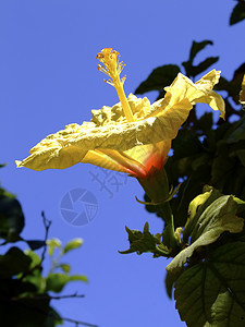 黄色和蓝色花瓣季节雌蕊花粉兰花环境植物柱头花冠花药图片