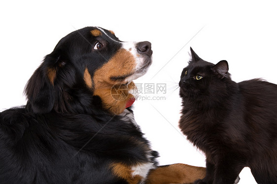 像猫和狗一样舌头犬类动物宠物黑猫图片