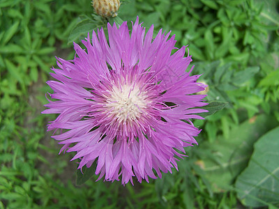 紫花生态紫色季节生长植物学季节性花瓣植物植物群白色图片