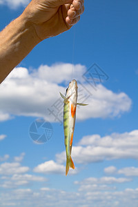 鱼食物生活男性爱好溪流太阳男人蓝色活动淡水图片