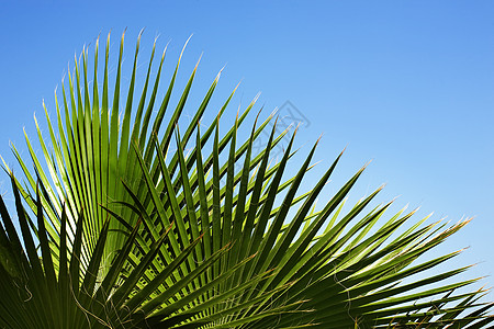 棕榈的形态图片
