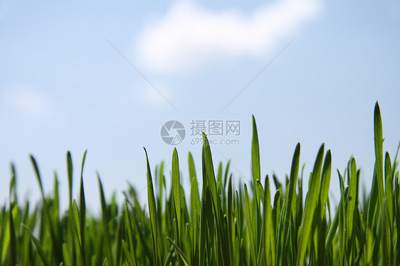 绿草场地叶子天空蓝色太阳植物天堂环境农场农业图片