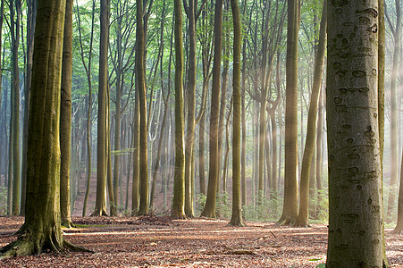 草林清晨横梁林地树干生活柱子阳光生态公园松树辐射图片