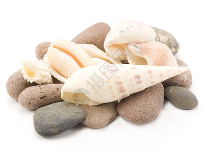贝壳海洋卵石白色石头壳类海扇牡蛎图片
