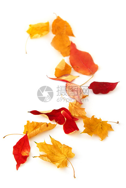 秋叶森林树叶红色黄色叶子树木植物橙子季节白色图片