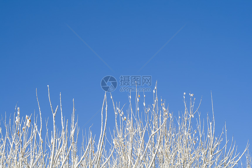 12时森林树木天空城市国家蓝色场景白色季节阳光图片