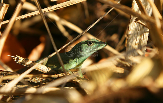 隐藏蜥蜴异国热带叶子生态绿色树木爬虫阴影场地鬣蜥图片