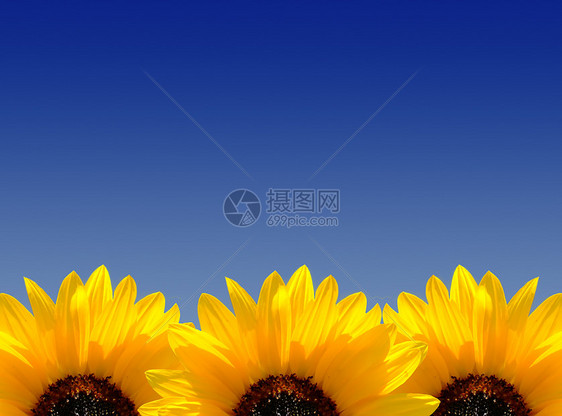 春天的点框架季节概念假期蓝色黄色向日葵横幅天蓝色花瓣图片