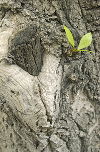 绿页生活绿色森林叶子宏观活力植物学阳光木材背景图片