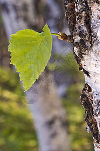 绿页森林阳光活力宏观生活叶子植物学绿色木材图片