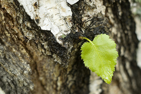 绿页叶子植物学阳光森林生活活力绿色木材宏观背景图片