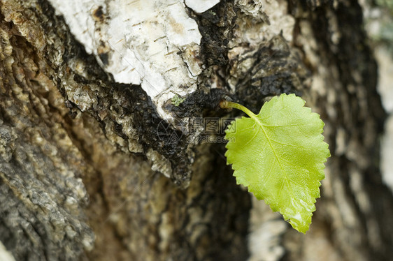 绿页叶子植物学阳光森林生活活力绿色木材宏观图片