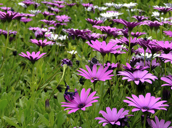 草地柱头兰花花冠植物学花园园艺花粉环境植物群植物图片