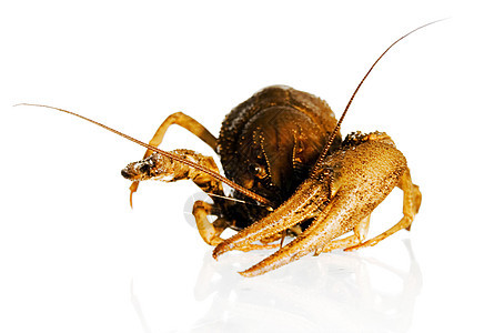 白白的龙虾海鲜贝类美味螃蟹天线动物甲壳甲壳纲小龙虾食物图片