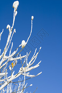 冬季森林城市季节场景白色天空国家树木蓝色阳光图片