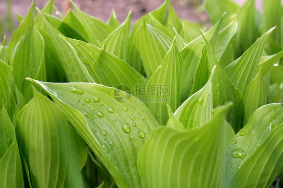 东道主a植物群百合植物线条飞沫树叶宏观白色绿色叶子图片