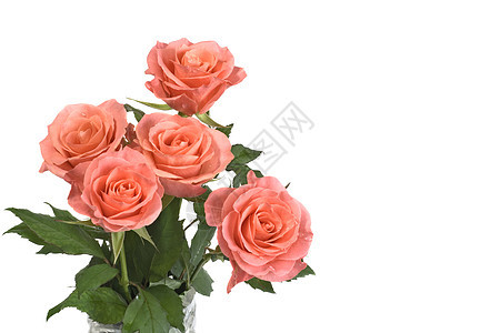 玫瑰花框架礼物婚礼艺术植物惊喜植物群团体周年花瓣图片