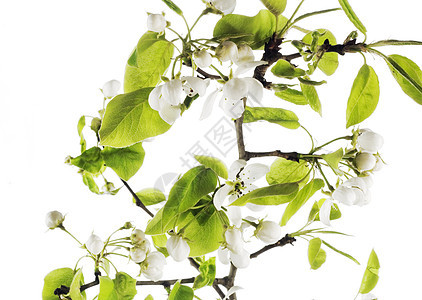 白色的花朵绿色草本植物栽培花店植物群花园花瓣生长发芽植物学图片
