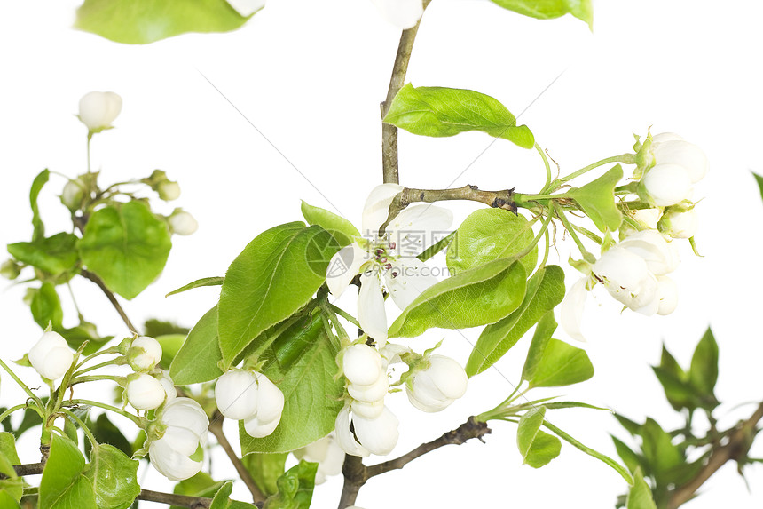 白色的花朵花店草本植物发芽植物学生长栽培绿色植物群花瓣花园图片