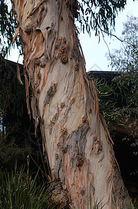 修饰树背景图片