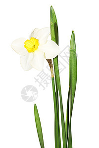 白色的花朵栽培植物群草本草本植物绿色植物学发芽花园花瓣花店图片