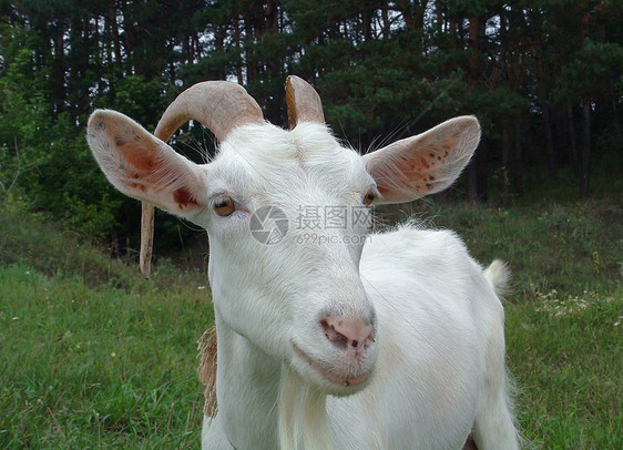 白山羊动物尾巴耳朵房子牛角眼睛哺乳动物胡须白色鼻孔图片