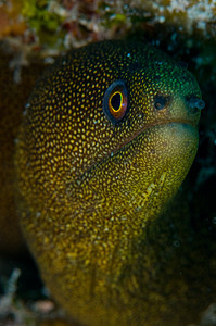 Moray Eel 绿斑绿色海洋海洋生物海鳗潜水鳗鱼图片