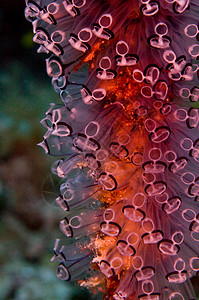 教学人珊瑚海洋潜水海洋生物图片