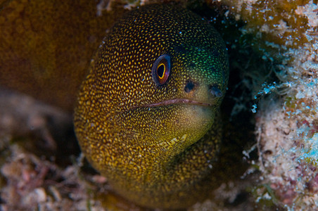 Moray Eel 绿斑绿色潜水海洋生物海鳗海洋鳗鱼图片