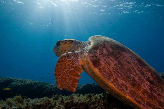 洛格海龟潜水海洋生物海洋图片