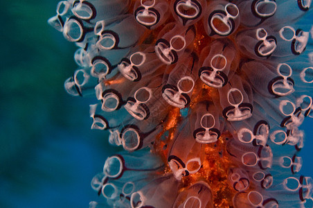 教学人海洋生物动物海洋囊类珊瑚潜水图片