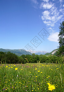 拥有草地 森林和山丘的宁静农村景象图片