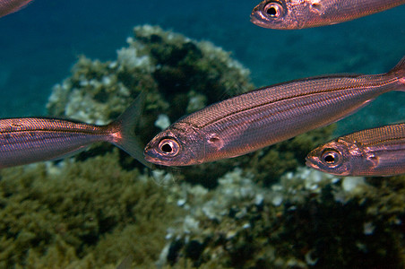 沙丁学校生物海洋生物海洋火鸡潜水浅滩高清图片