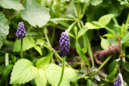 紫花花中提琴雌蕊植物学植物紫色花粉脆弱性花朵白色植物群图片