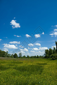 荷兰荷兰语景观花朵天空蓝色森林草地农业风景草原树木绿色图片
