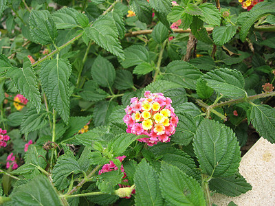 玫瑰花花绿色美丽图片