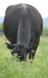 黑牛农场农村奶牛背景图片