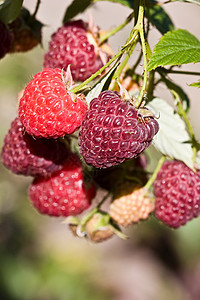 树莓草莓甜点营养种植宏观饮食食物水果生态覆盆子图片