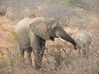 大象哺乳动物动物厚皮野生动物动物群背景图片