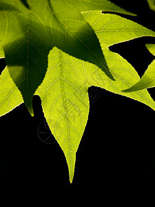 绿叶植物学生长环境树叶背光枫香静脉黑色叶绿素光合作用图片